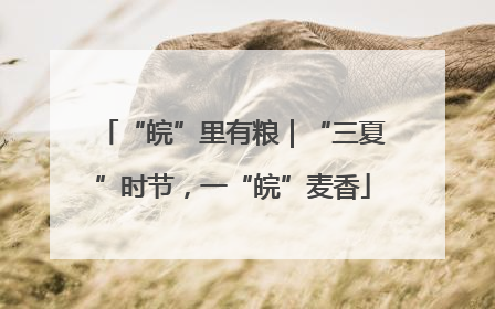 “皖”里有粮｜“三夏”时节，一“皖”麦香