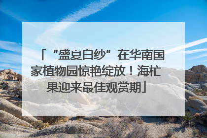 “盛夏白纱”在华南国家植物园惊艳绽放！海杧果迎来最佳观赏期