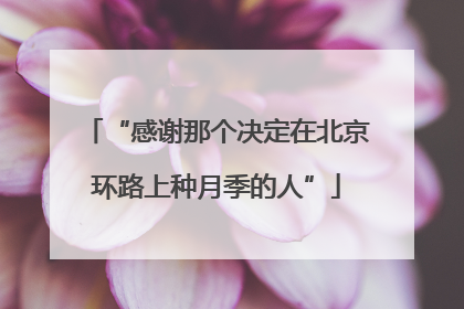 “感谢那个决定在北京环路上种月季的人”