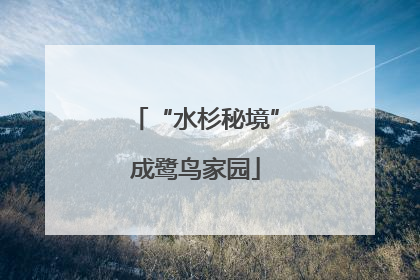 “水杉秘境”成鹭鸟家园