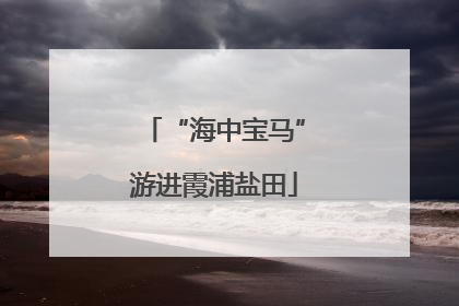 “海中宝马”游进霞浦盐田