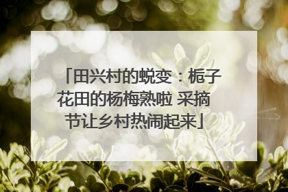 田兴村的蜕变：栀子花田的杨梅熟啦 采摘节让乡村热闹起来
