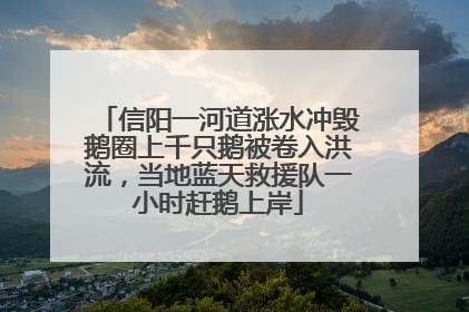 信阳一河道涨水冲毁鹅圈上千只鹅被卷入洪流，当地蓝天救援队一小时赶鹅上岸