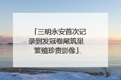 三明永安首次记录到发冠卷尾筑巢繁殖珍贵影像