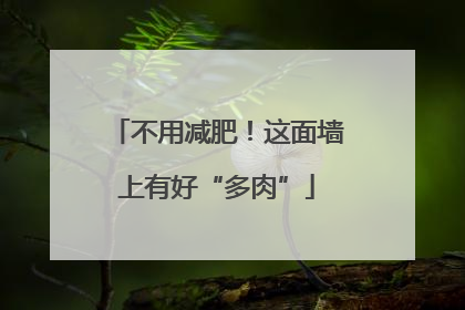 不用减肥！这面墙上有好“多肉”