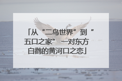 从“二鸟世界”到“五口之家” 一对东方白鹳的黄河口之恋