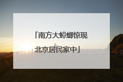 南方大蟑螂惊现北京居民家中
