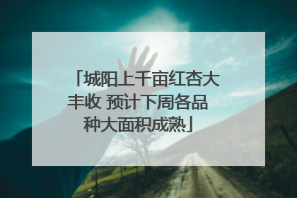 城阳上千亩红杏大丰收 预计下周各品种大面积成熟