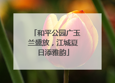 和平公园广玉兰盛放，江城夏日添雅韵