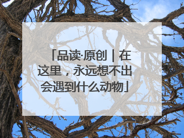 品读·原创｜在这里，永远想不出会遇到什么动物