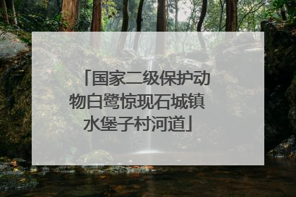 国家二级保护动物白鹭惊现石城镇水堡子村河道