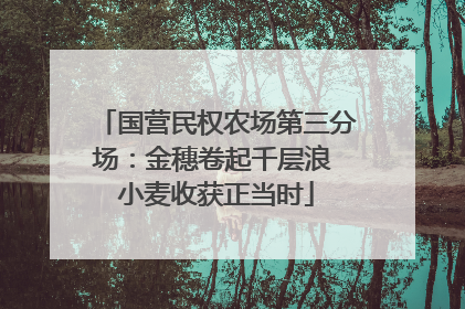 国营民权农场第三分场：金穗卷起千层浪 小麦收获正当时