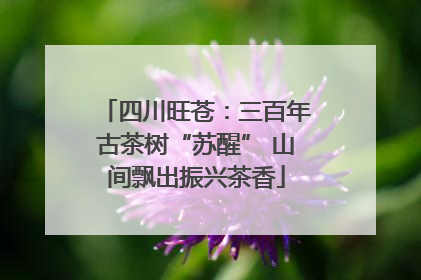四川旺苍：三百年古茶树“苏醒” 山间飘出振兴茶香
