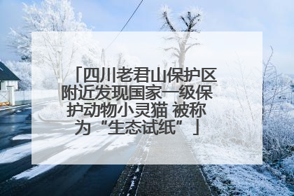 四川老君山保护区附近发现国家一级保护动物小灵猫 被称为“生态试纸”