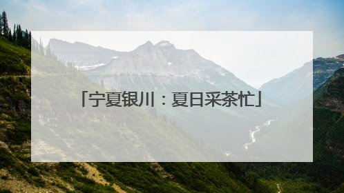宁夏银川：夏日采茶忙