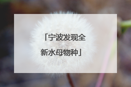 宁波发现全新水母物种