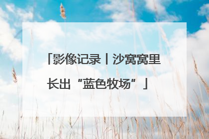 影像记录丨沙窝窝里长出“蓝色牧场”