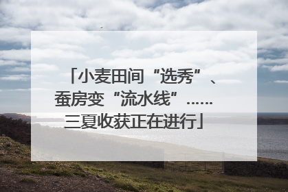 小麦田间“选秀”、蚕房变“流水线”……三夏收获正在进行