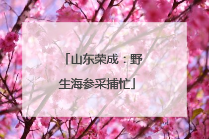 山东荣成：野生海参采捕忙