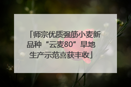 师宗优质强筋小麦新品种“云麦80”旱地生产示范喜获丰收