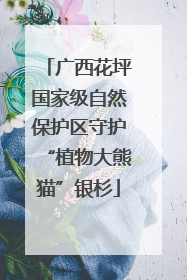 广西花坪国家级自然保护区守护“植物大熊猫”银杉