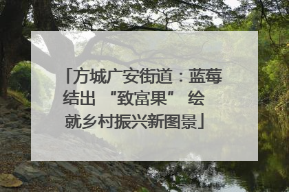 方城广安街道：蓝莓结出 “致富果” 绘就乡村振兴新图景