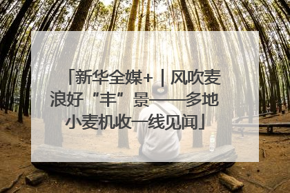 新华全媒+｜风吹麦浪好“丰”景——多地小麦机收一线见闻