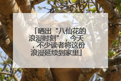 晒出“八仙花的浪漫时刻”，今天，不少读者将这份浪漫延续到家里