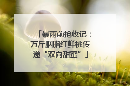 暴雨前抢收记：万斤胭脂红鲜桃传递“双向甜蜜”