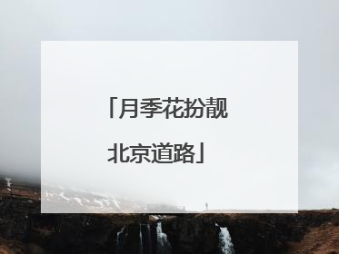 月季花扮靓北京道路