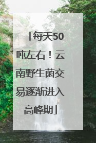 每天50吨左右！云南野生菌交易逐渐进入高峰期