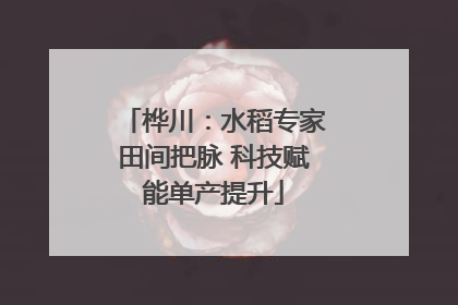 桦川：水稻专家田间把脉 科技赋能单产提升