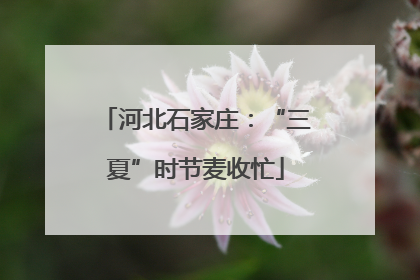 河北石家庄：“三夏”时节麦收忙