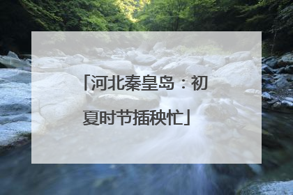 河北秦皇岛：初夏时节插秧忙