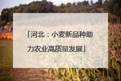 河北：小麦新品种助力农业高质量发展