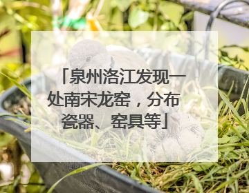 泉州洛江发现一处南宋龙窑，分布瓷器、窑具等