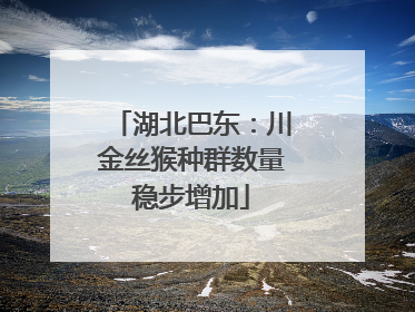 湖北巴东：川金丝猴种群数量稳步增加
