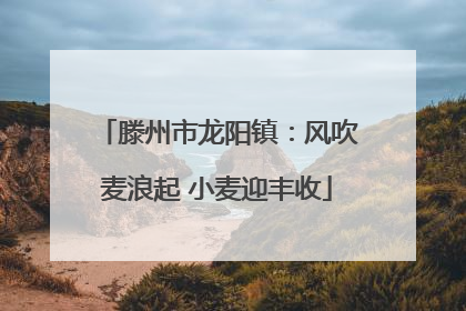 滕州市龙阳镇：风吹麦浪起 小麦迎丰收