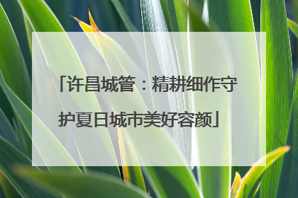 许昌城管：精耕细作守护夏日城市美好容颜