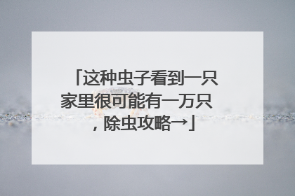 这种虫子看到一只家里很可能有一万只，除虫攻略→