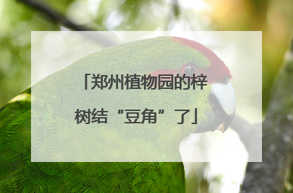 郑州植物园的梓树结“豆角”了