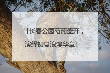 长春公园芍药盛开，演绎初夏浪漫华章