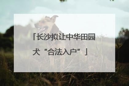 长沙拟让中华田园犬“合法入户”
