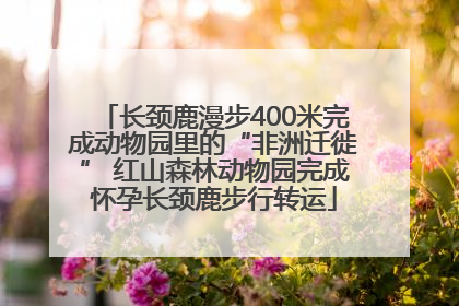 长颈鹿漫步400米完成动物园里的“非洲迁徙” 红山森林动物园完成怀孕长颈鹿步行转运