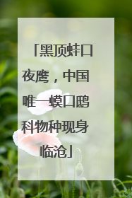 黑顶蛙口夜鹰，中国唯一蟆口鸱科物种现身临沧