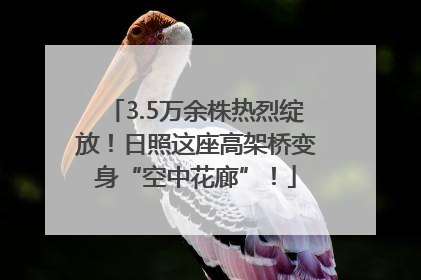 3.5万余株热烈绽放！日照这座高架桥变身“空中花廊”！